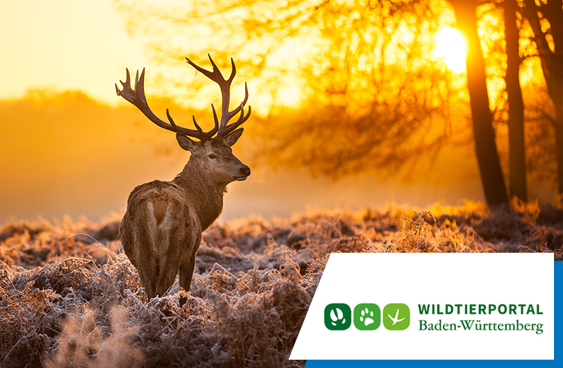 Digitalisierung der Jagdverwaltung in Baden-Württemberg