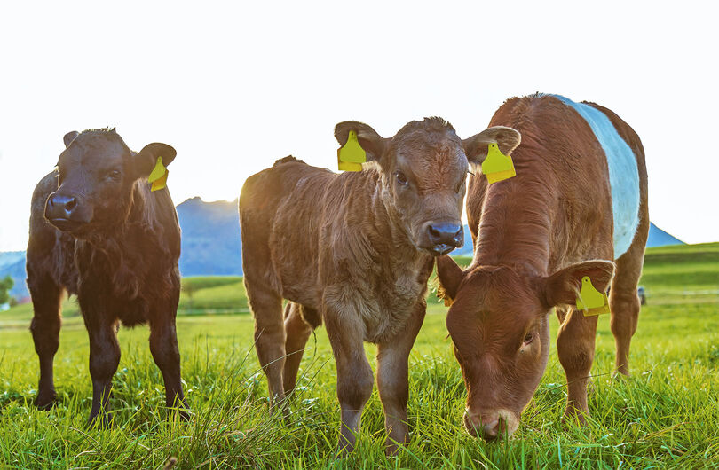 43. Internationaler Veterinärkongress 2026: Digitale Lösungen für das Veterinärwesen