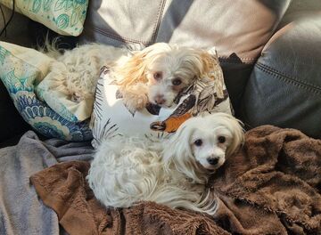 Zwei Hunde auf einem Sofa