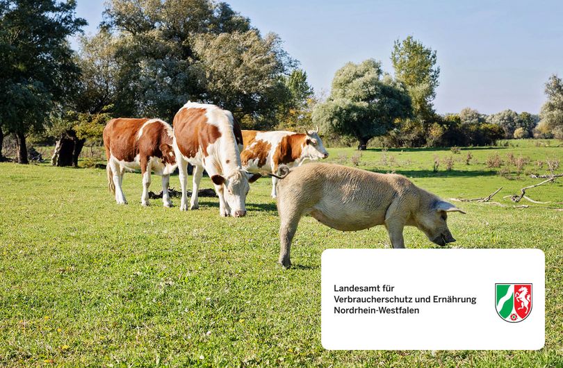 Tiergesundheit digital im Blick