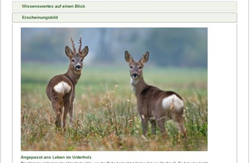  Abb. 4 Rehwild: Wussten Sie das Rehe bellen können? Hören Sie Stimmen der Rehe im Wildtierportal Bayern.